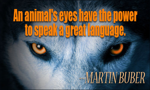 Animals quote